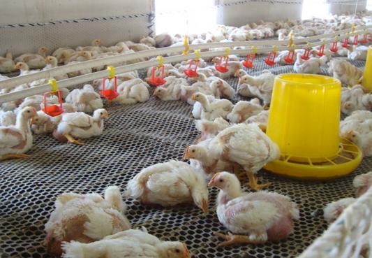 死亡率高达80%到90%的新城疫，养鸡人最怕的病，这两种药能帮到你