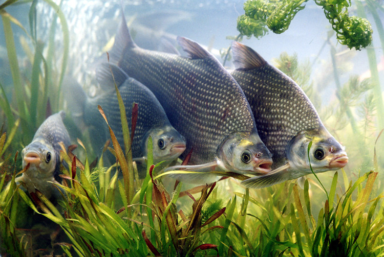 野钓鳊鱼的最佳方法,钓鳊鱼的最好方法和技巧