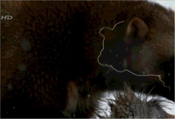 自然界中的金刚狼，北方荒野的象征，令其他动物畏惧的狼獾