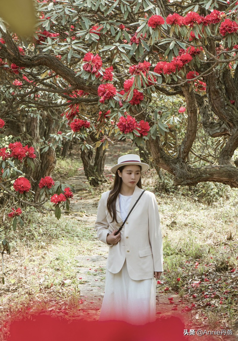 百里杜鹃花开如海,百里杜鹃百里盛开
