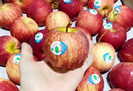 来自新西兰的嘎啦小苹果，一口就让你难忘