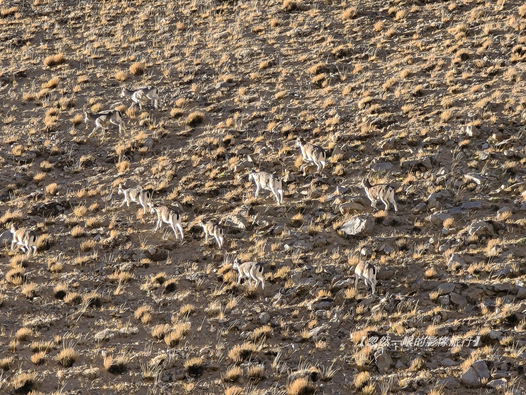 阿里无人区野狼出没,阿里无人区狐狸