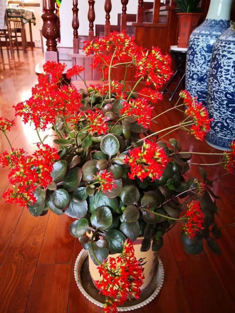 最美的20种多肉,15种最美的多肉