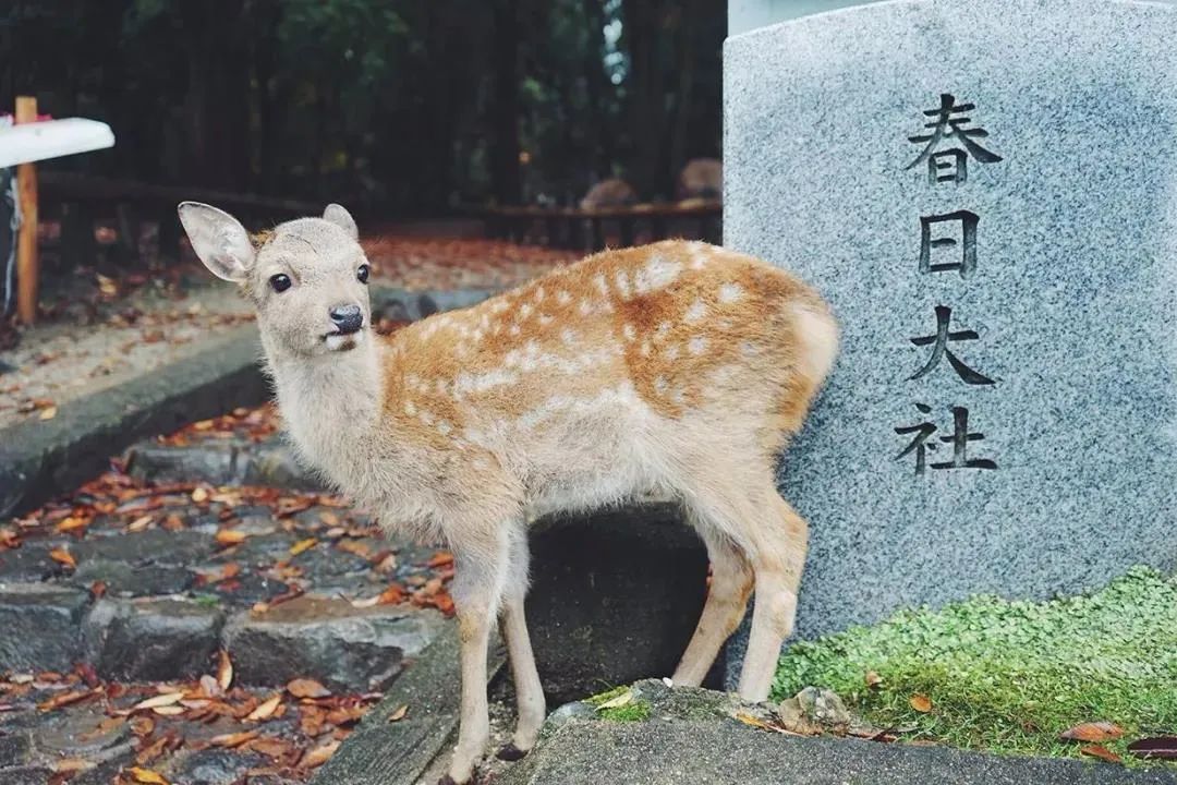 *拜参**过日本这些超灵验的恋爱神社，来年不再过“双十一”