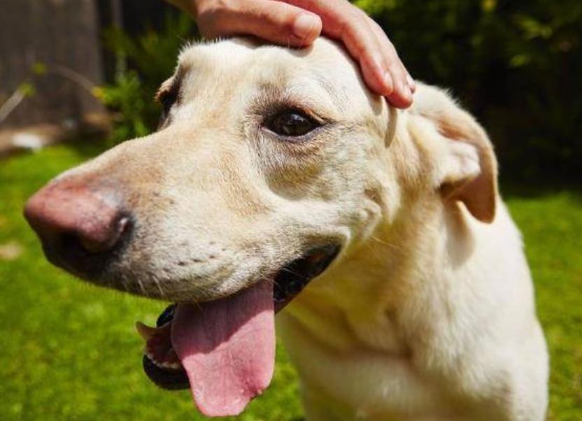 狗狗这两天摸到它就痛得叫唤,狗狗这些部位脏一点反而更健康