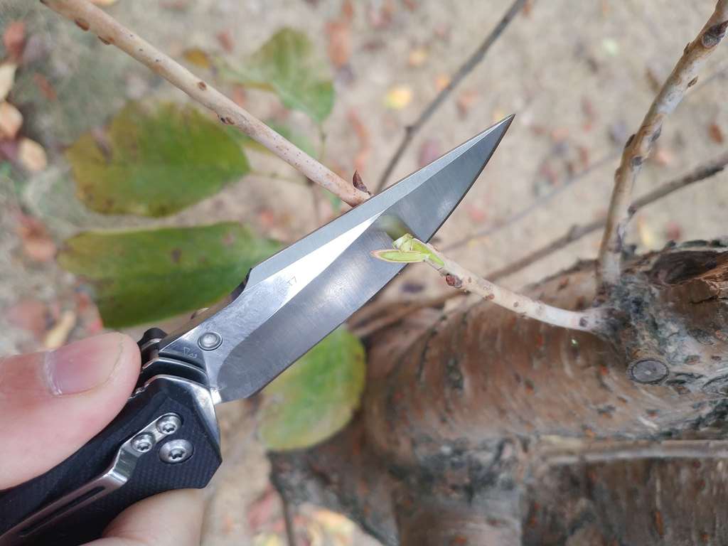 三刃木折叠小刀户外测评,三刃木折叠小刀怎么玩