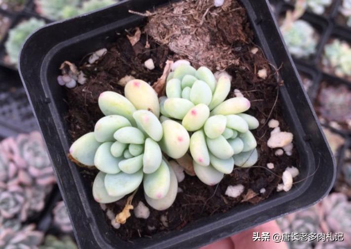 只用黄沙养多肉可以吗,多肉在小黑盆里养行吗