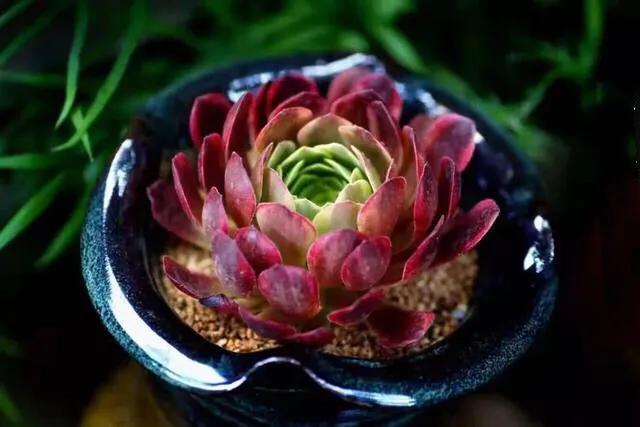 多肉法师韶羞现在能摘心吗,韶羞法师和荷兰玫瑰法师的区别