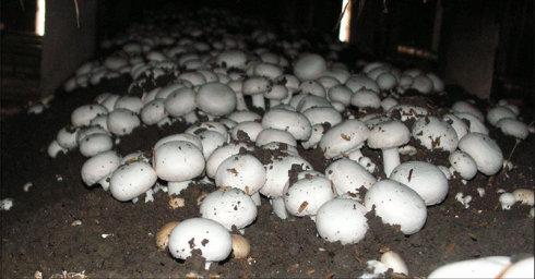 双孢菇菌种培养方法视频,双孢菇料进棚后二次发酵过程