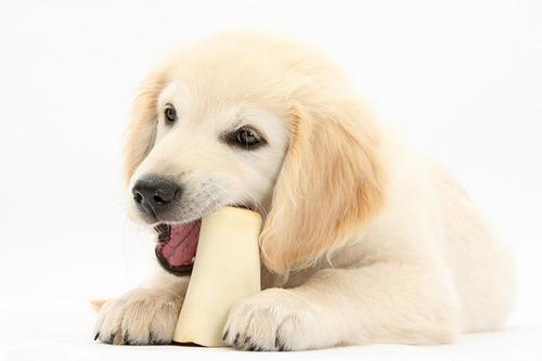 狗狗吃墙灰会有问题吗,狗狗为什么爱吃鼻涕纸