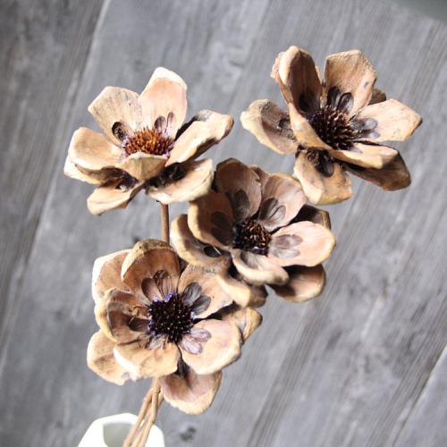 不值钱的松果图片,不值钱的松果图片大全