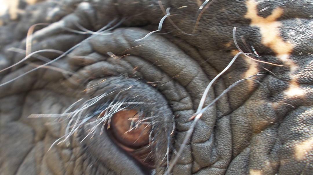 世界杯大象足球,大象足球比赛