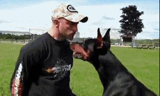 杜宾德系和美系的结合体,杜宾德系和美系的的区别