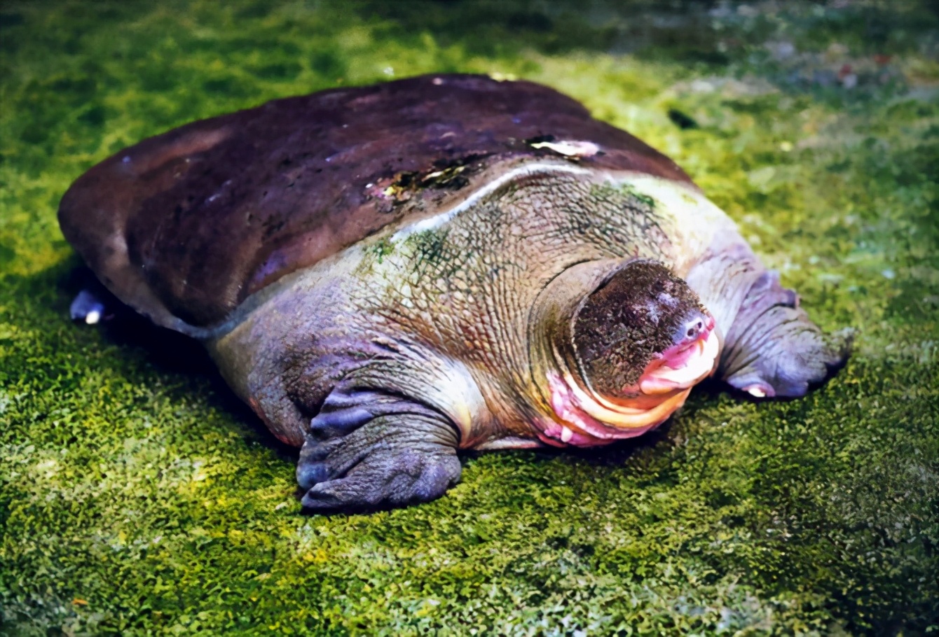 龟类纪录片,龟类图片