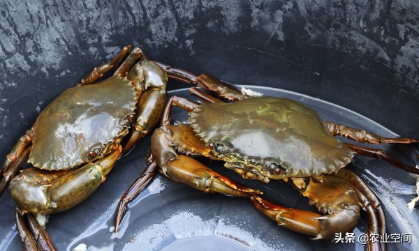 锯缘青蟹产地点,福建锯缘青蟹养殖技术