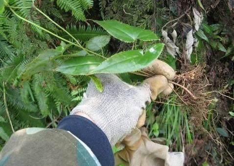 淫羊藿的种植技术与收购价格,淫羊藿种子种植方法