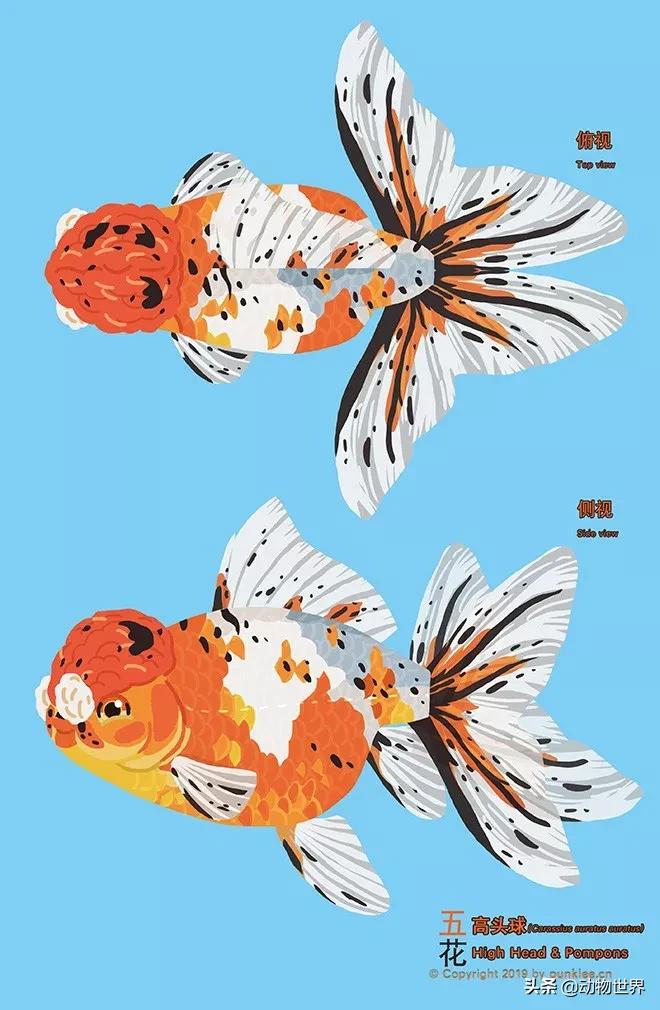 金鱼白盆品种大全,金鱼大图鉴草金