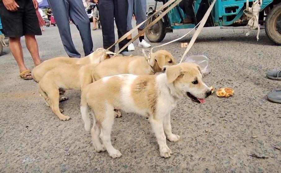 河南:小狗偷吃羊羔,气得大叔55一只全卖狗贩,大叔:多少钱都卖