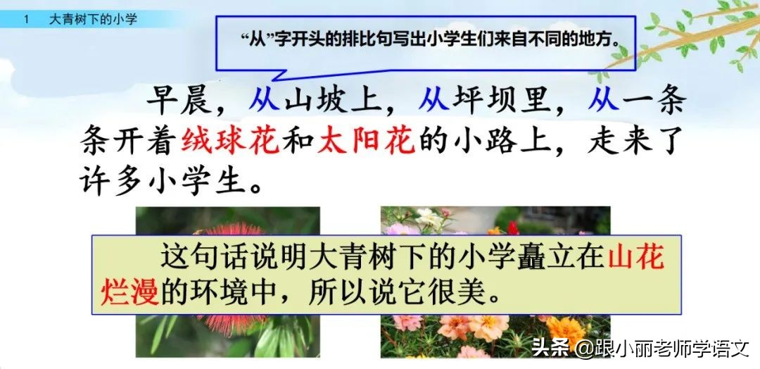 大青树下的小学必会知识点,大青树下的小学必考知识点