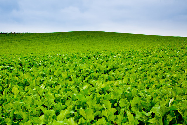 八月份最适合种的蔬菜,八月份都种什么蔬菜最合适南方