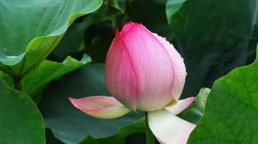 诗词里的夏天朗诵,诗词里的绝美夏天