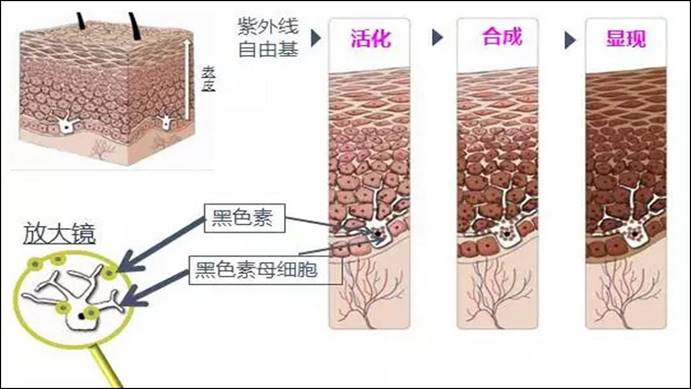 这种鱼太黑了，能吸收99.5%的光线，科学家称其为“超黑鱼”