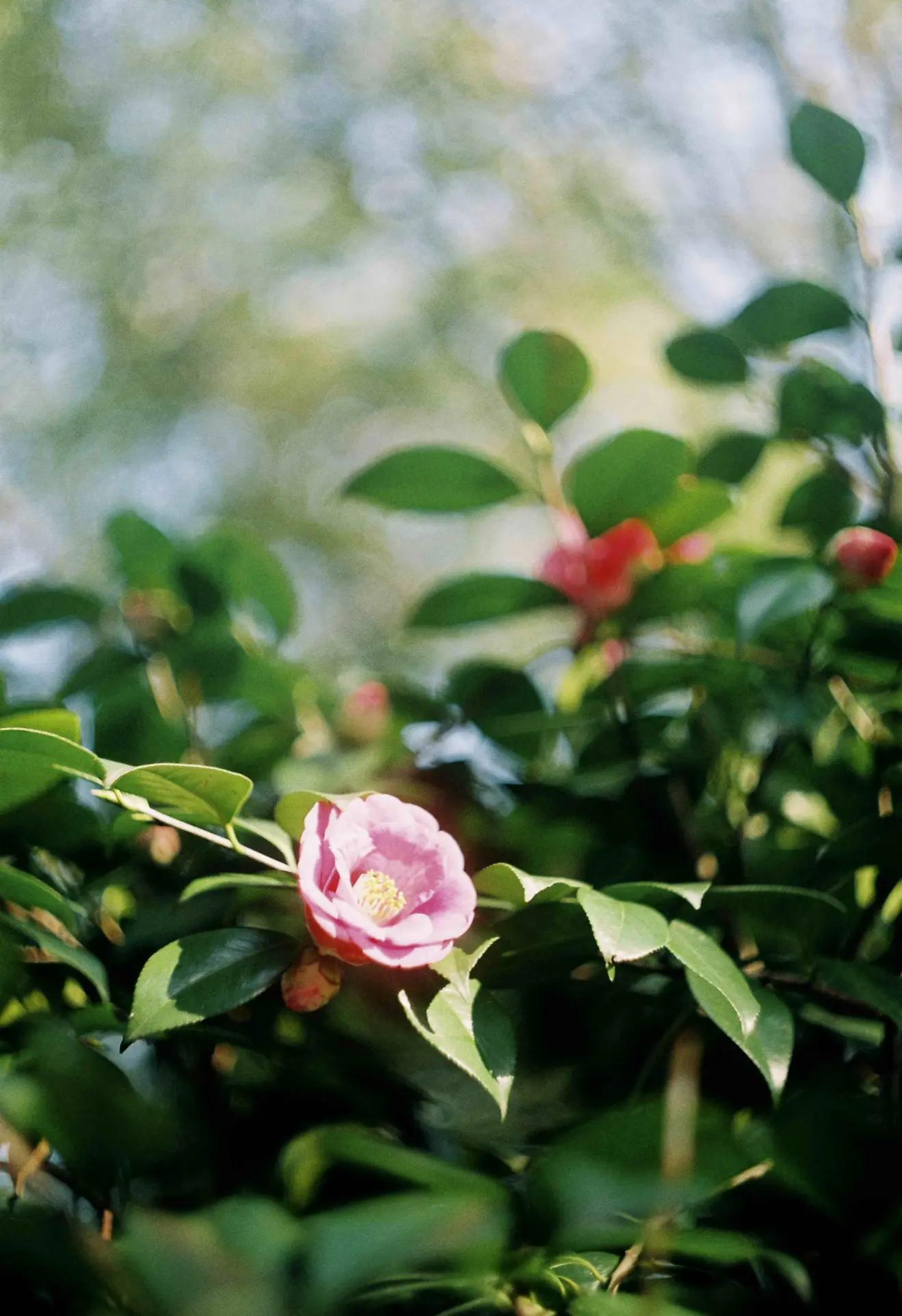 是谁发明了彩色相机,康泰时相机发展史