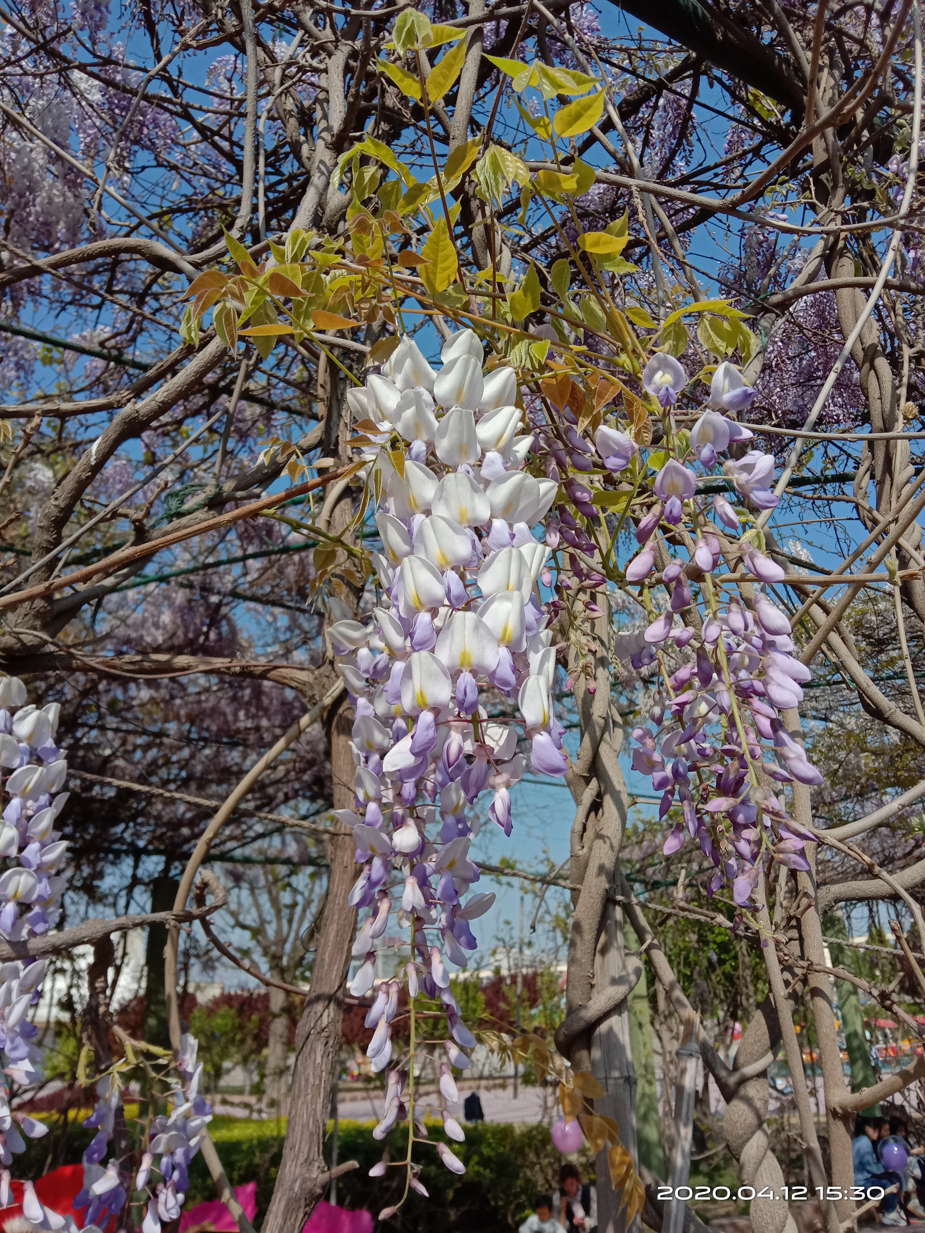 紫藤花和紫藤花的区别,中国紫藤花和日本紫藤花的区别