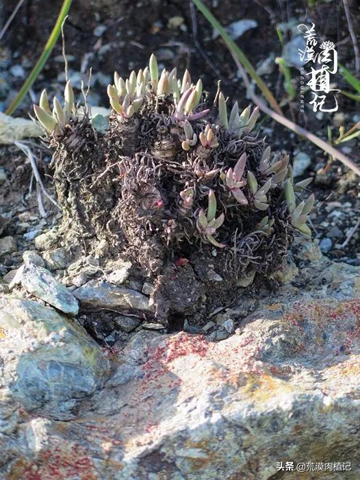 美国加州海岸仙女杯偷盗,美国加州仙女杯产业