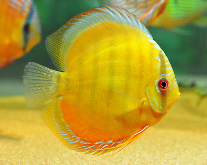 七彩神仙爱好者,野生七彩神仙开口