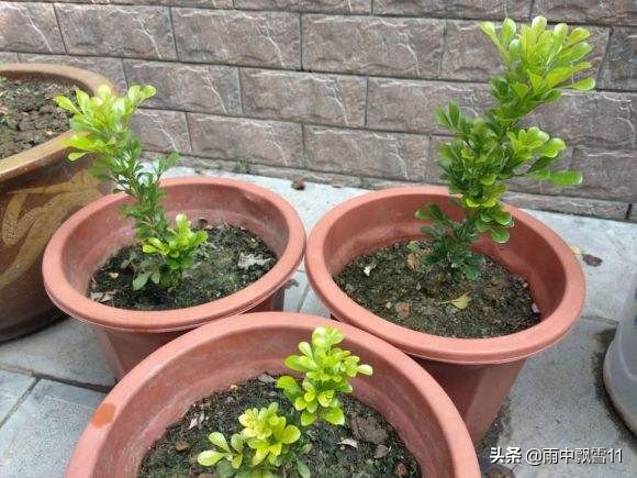 米兰盆栽几月份移栽好看,盆栽米兰开花4要素