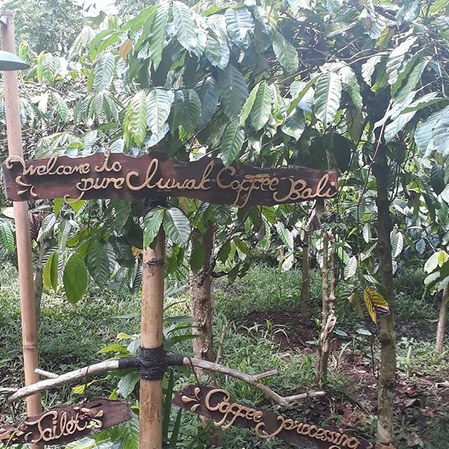 猫屎咖啡为什么这么受欢迎,猫屎咖啡为什么便宜