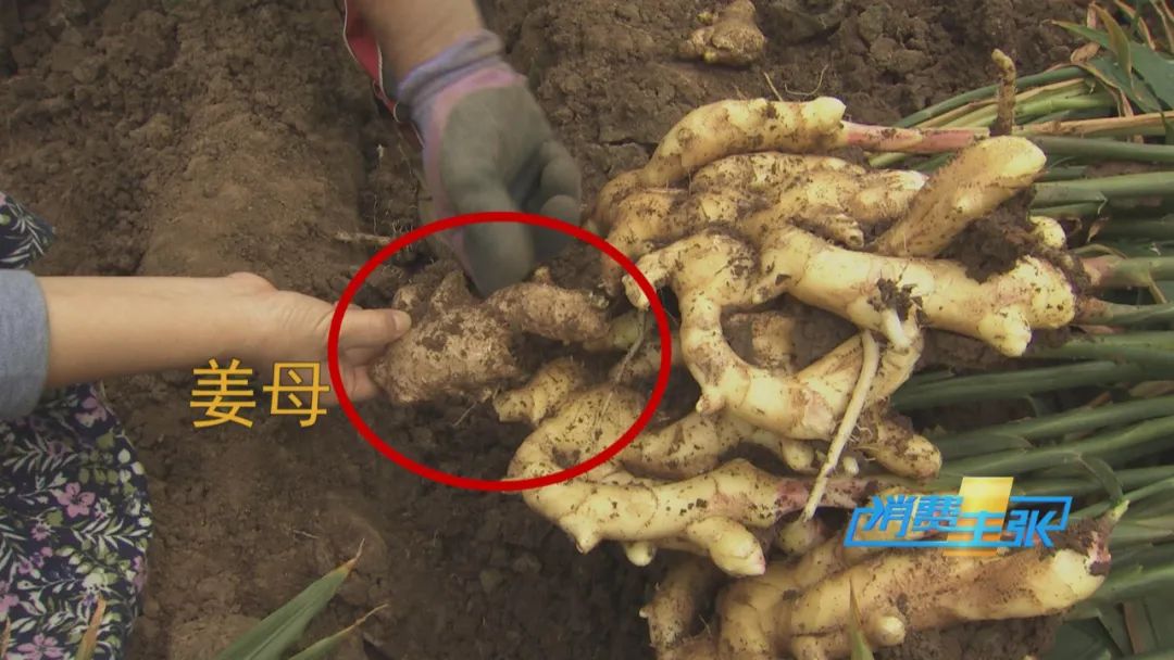 大量精品生姜出售,今日鲜姜收购价格