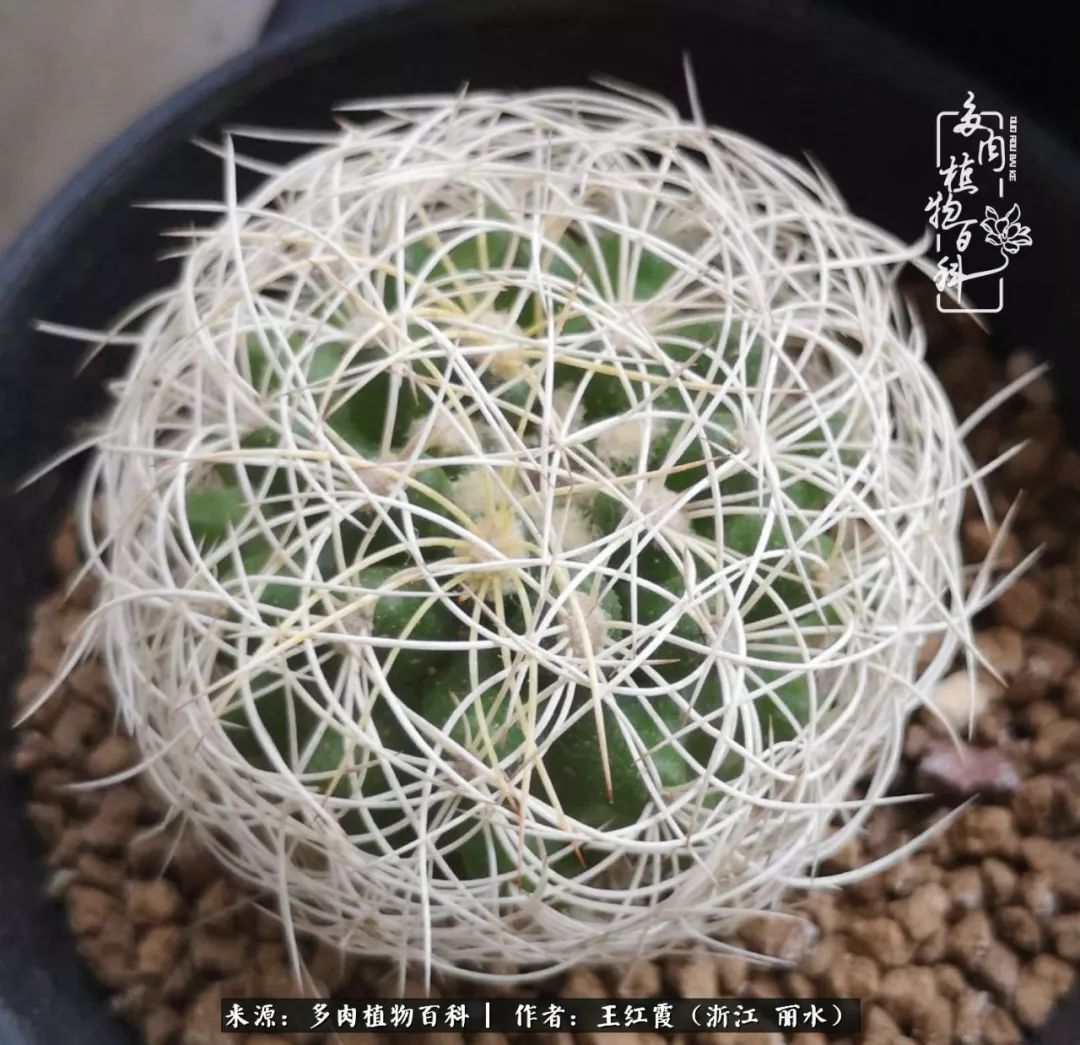 仙人球露养条件,仙人球春天露养条件