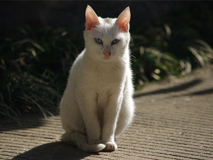 猫咪毛发变颜色是怎么回事,辟谣猫咪谣言