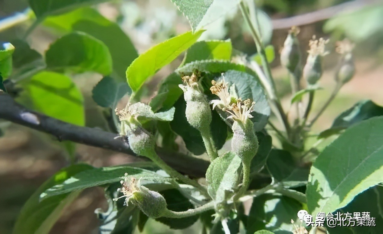 苹果谢花后第二遍药用药方案
