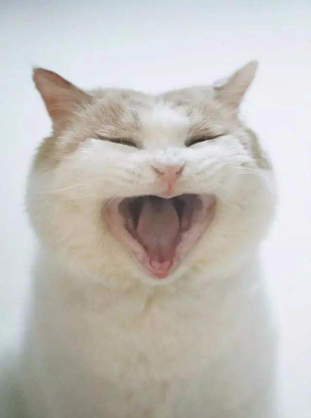 我的猫一直吐舌头喘,如何判断猫是否得猫口炎