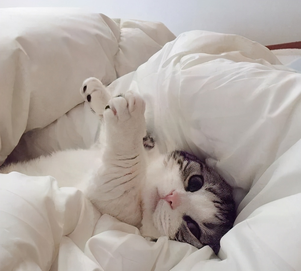 怎样训练猫咪去猫窝睡觉,猫咪往被子里钻