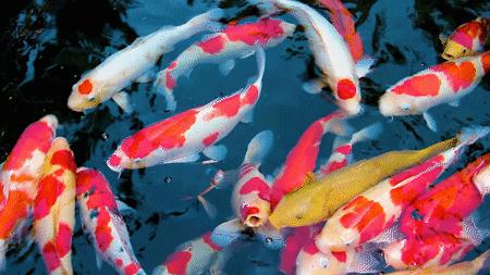 深圳十大顶级公园,深圳市十大风景公园排名