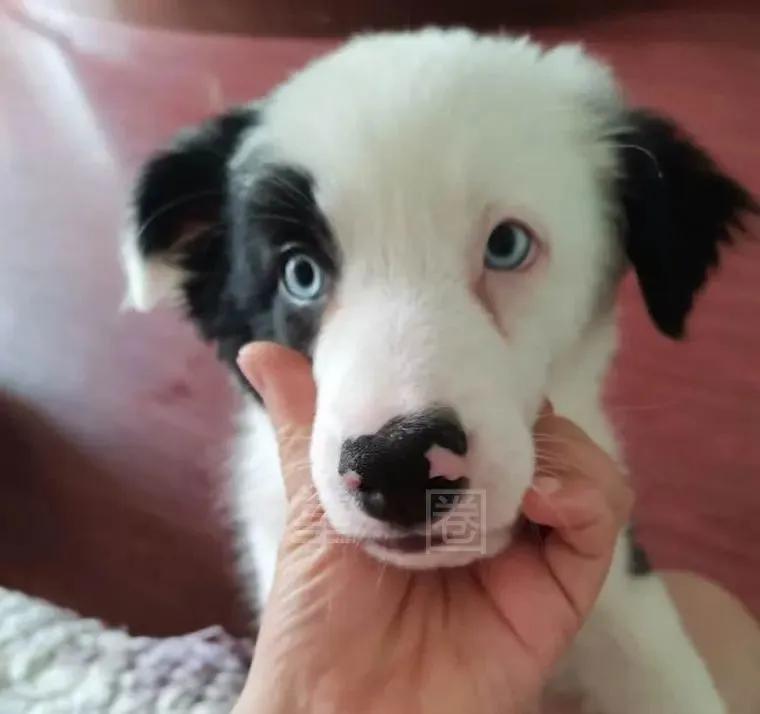 NO.972：阿克苏求职招聘、出租转让、二手信息…大全