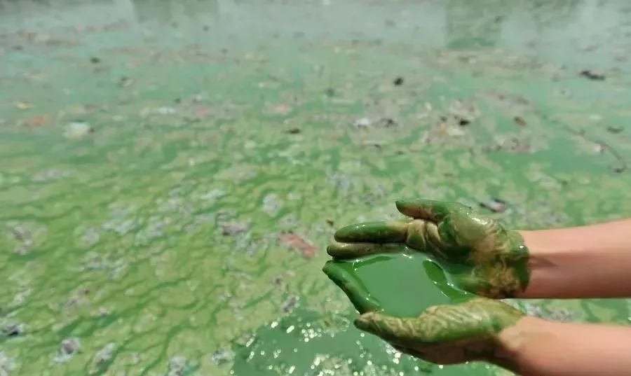 几种水藻,水藻种类辨别方法有哪些