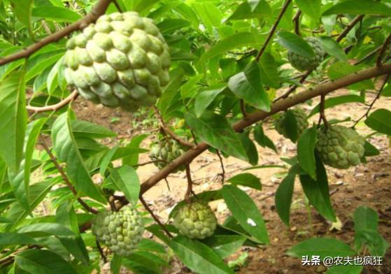 南方人最熟悉的三种水果,南方少见的水果