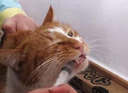 给小猫咪喂药的正确手法跟操作,猫咪生病了特别不配合治疗怎么办