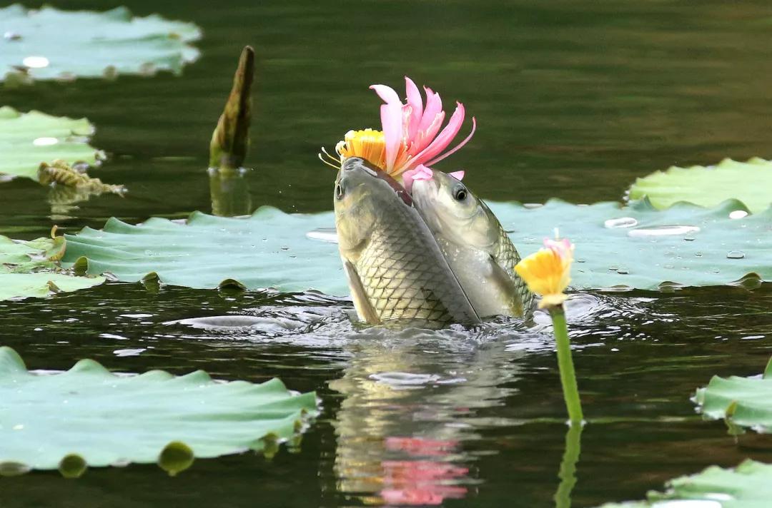 郫都区最好前三个镇排名榜,郫都区排行榜前十名