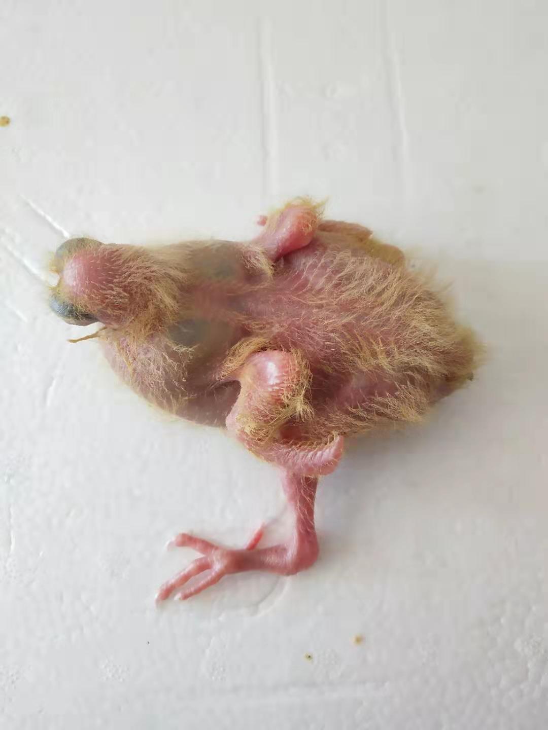 白头翁人工喂养雏鸟的视频,雏鸟幼崽如何喂养