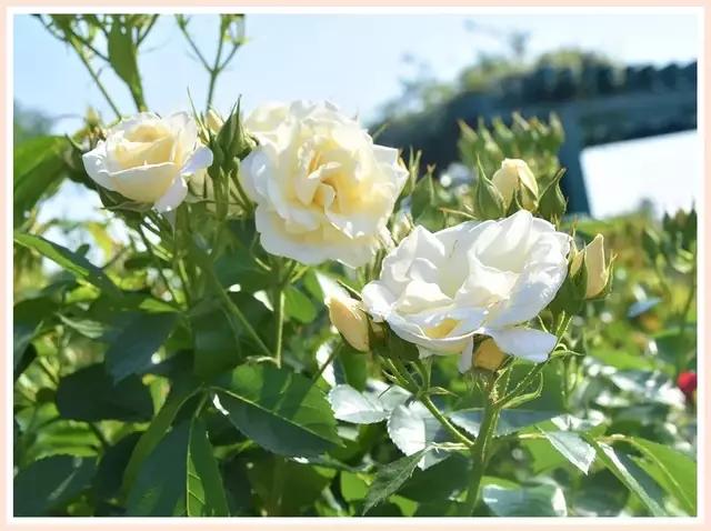 魔都四月赏花,魔都春季赏花好地方