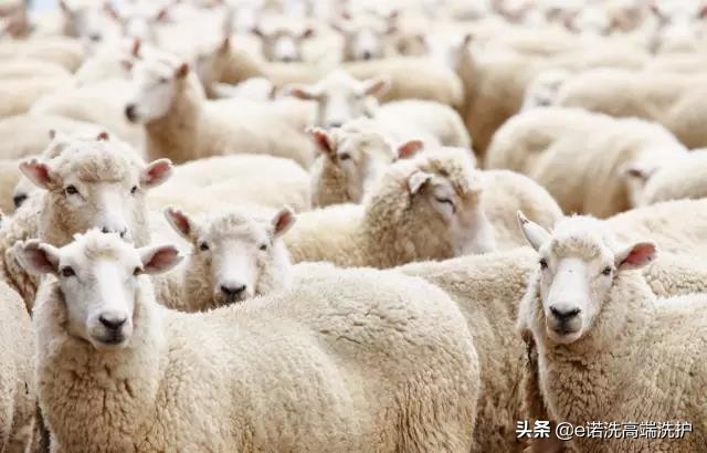 100支高支羊毛和羊绒的区别,克什米尔羊毛跟羊绒的区别