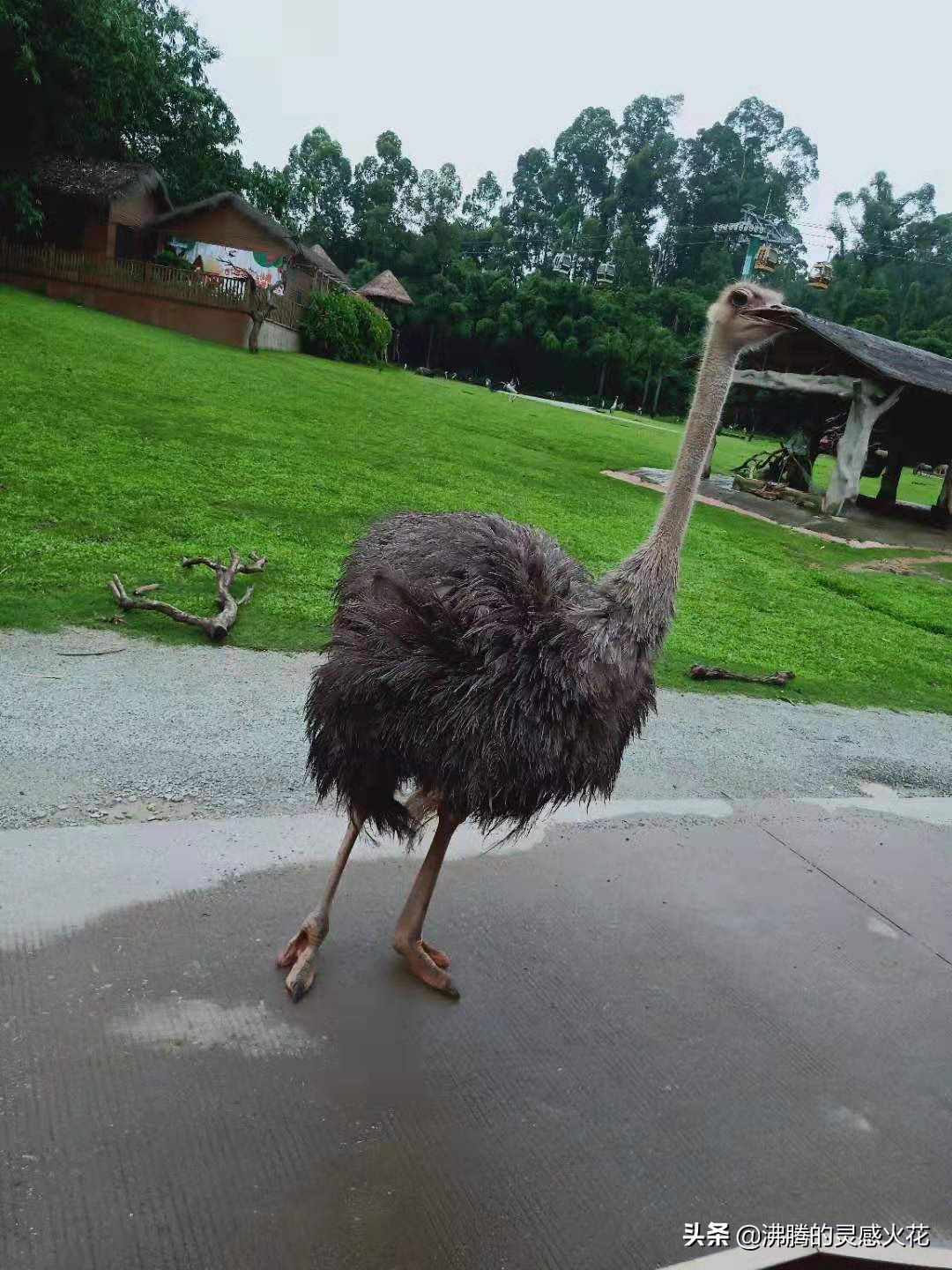 长隆野生动物世界旅游,感受热带南国风景
