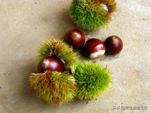 秋天田间成熟的野果,江西秋季野果