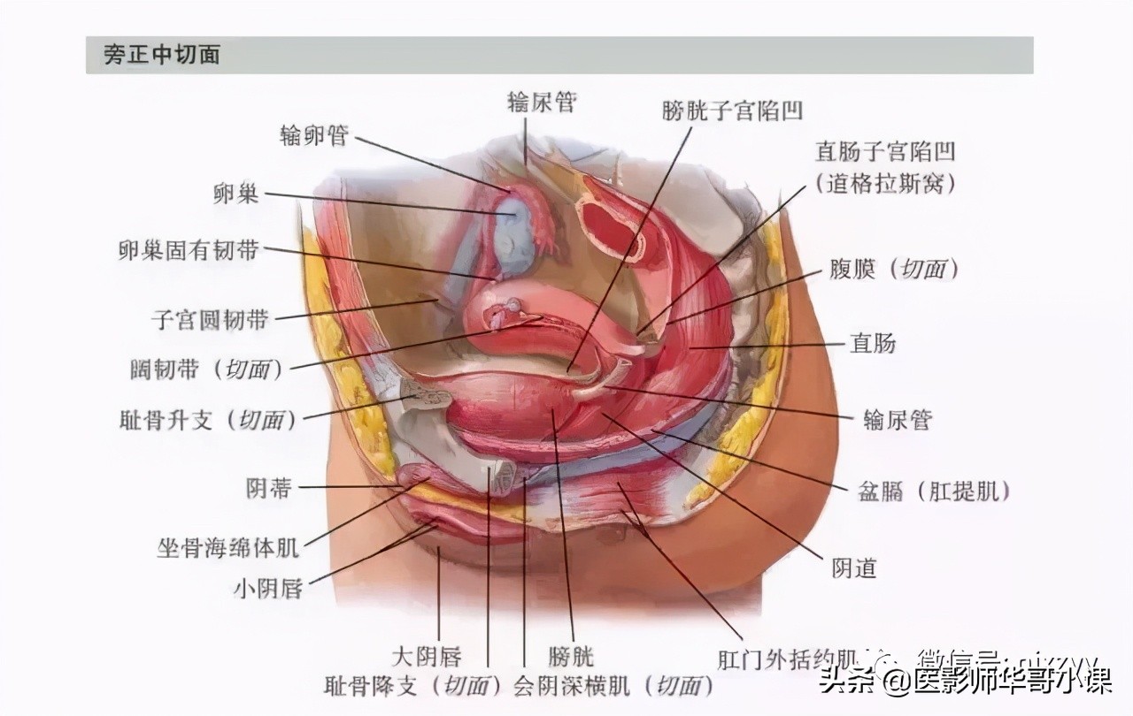 盆腔动脉血管解剖图谱,盆腔解剖图谱手绘